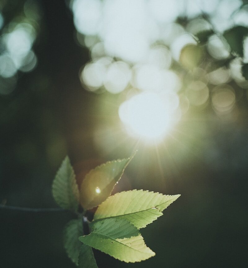 Vibrant green leaves illuminated by a bright sun flare.